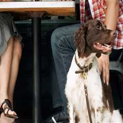 The Rise of Pet-Friendly Coffee Shops in Westchester County, NY