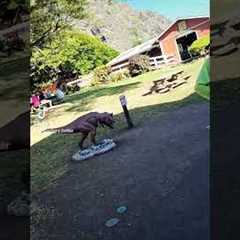 Went to Hawaii for thanksgiving 😀 #ate #dancedance #cute visit my TikTok, sharkers.better