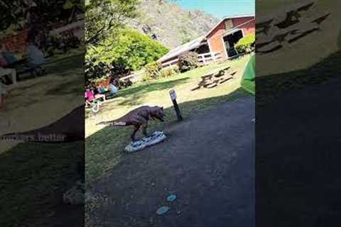 Went to Hawaii for thanksgiving 😀 #ate #dancedance #cute visit my TikTok, sharkers.better