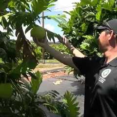 ‘It’s grown with love’: Produce partnership helps Hawaii families in need