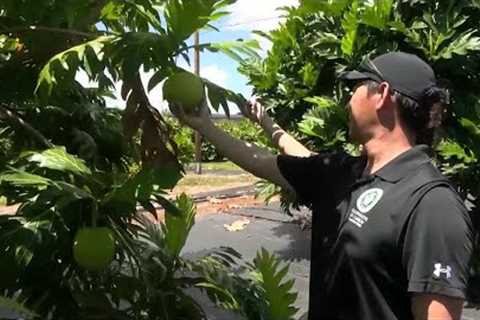 ‘It’s grown with love’: Produce partnership helps Hawaii families in need