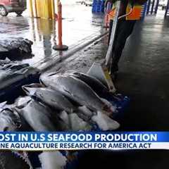 New bill could boost Hawaii’s sustainable seafood production